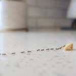 A trail of small dark ants moving single-file across a white quartz kitchen countertop toward a bread crumb, shot at counter level with shallow depth of field, blurred kitchen background
