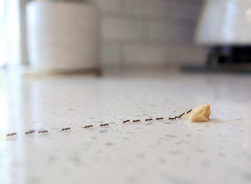 A trail of small dark ants moving single-file across a white quartz kitchen countertop toward a bread crumb, shot at counter level with shallow depth of field, blurred kitchen background