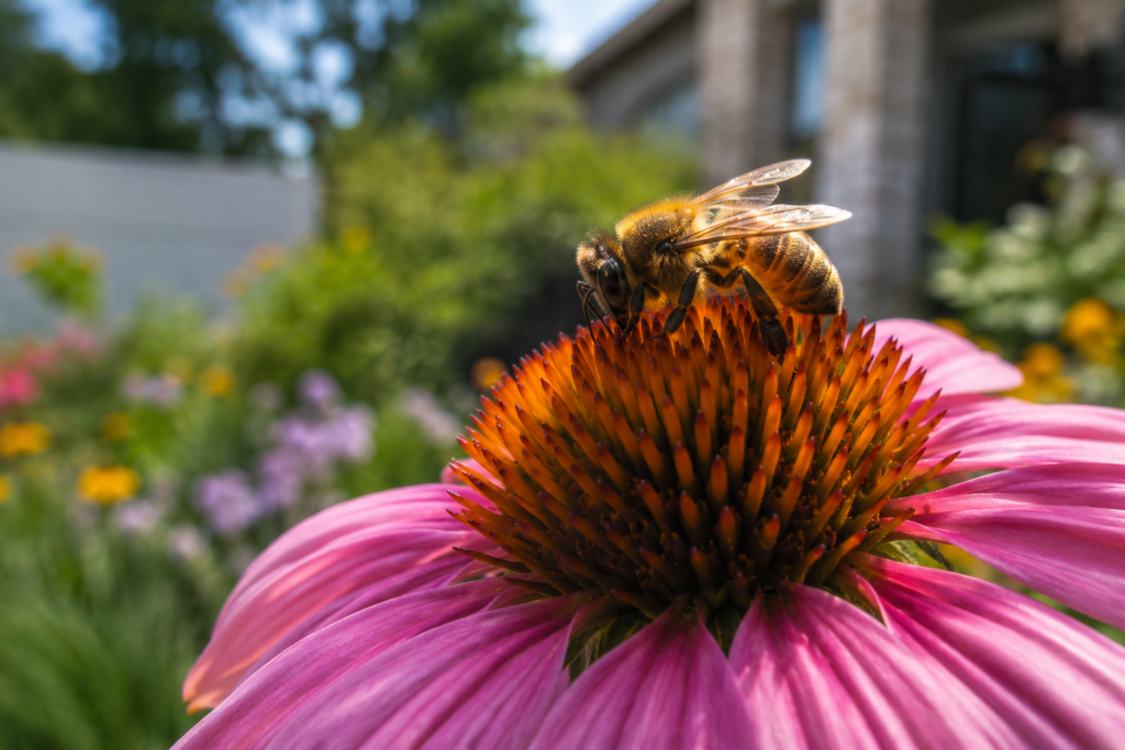 A honeybee gathers pollen from a blooming pink coneflower in a North Texas residential garden. Warm natural sunlight highlights the bee’s wings and the flower’s vibrant orange center, while the background fades into a soft blur of green foliage and colorful flowers. Professional nature photography style with shallow depth of field.
