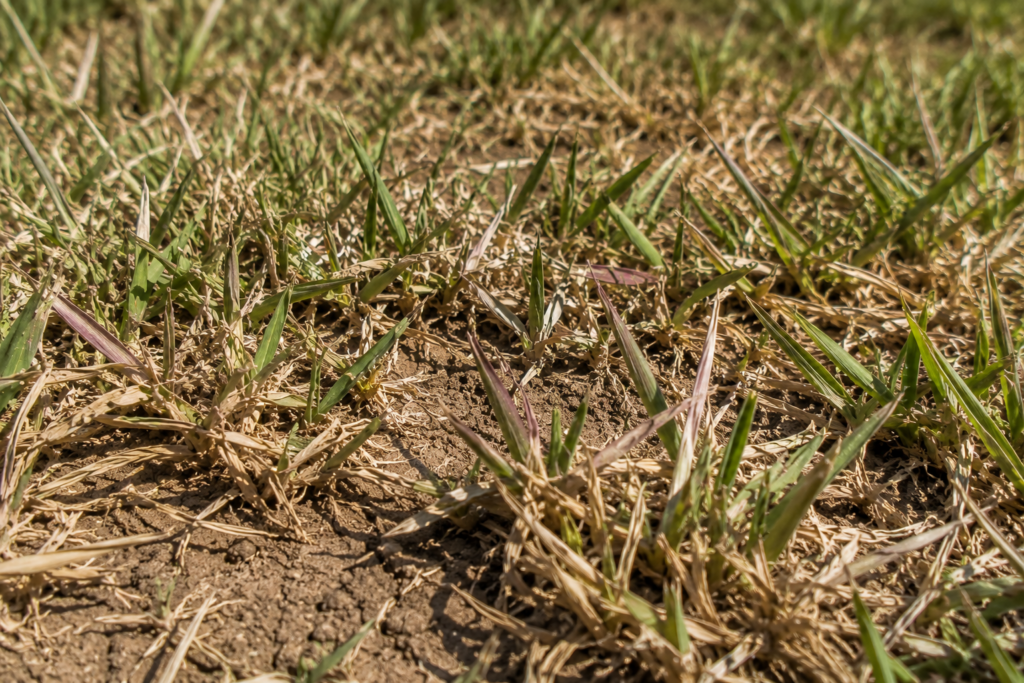 Close-up photograph of drought-stressed Bermuda grass in a North Texas lawn showing mottled brown and green patches, thin turf coverage, and blades with a slight purplish-gray tint. Dry clay soil is visible between the grass under harsh summer sunlight.