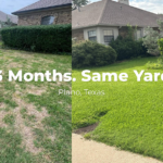 Before and after photo showing the transformation of a Plano, Texas lawn in just 13 months.