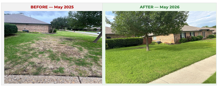 Side by side before and after comparison of this Plano Texas lawn showing the transformation in only one year.