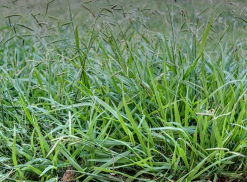 Dallisgrass seed head growing above a Bermuda lawn in North Texas