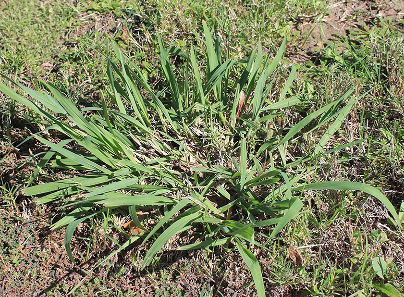 Dallisgrass growing in a North Texas lawn, showing the characteristic star-shaped clump pattern with wide coarse blades