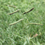 Dallisgrass seed head growing above a Bermuda lawn in North Texas