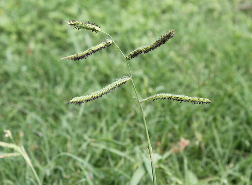 Dallisgrass seed head growing above a Bermuda lawn in North Texas