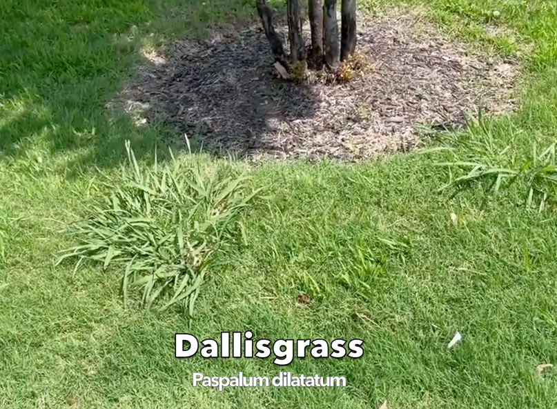 Photo showing two visible clumps of dallisgrass in a North Texas lawn