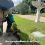 Photograph of Lawn Health Technicians digging up dallisgrass in a Plano, Texas lawn