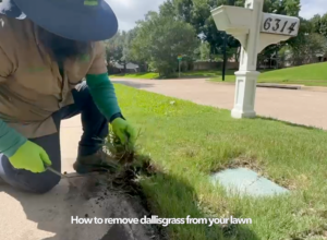Photograph of Lawn Health Technicians digging up dallisgrass in a Plano, Texas lawn
