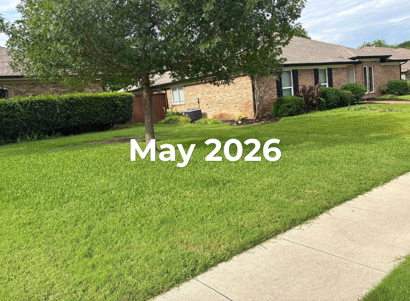 Plano Texas lawn thriving in May after struggling for years.