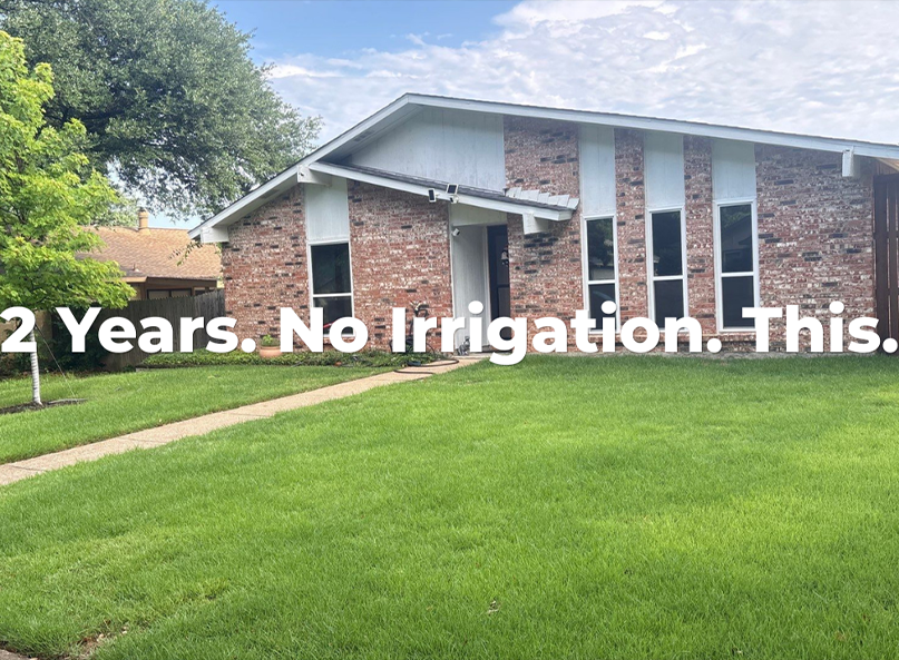 Description of a healthy and thriving Plano Texas lawn after two years of lawn health with Village Green.