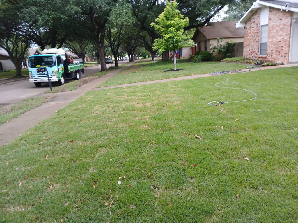 Lawn in Plano after a consistent lawn health program with new sod that is starting to thrive while still being manually watered by home owner.
