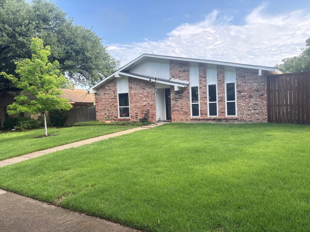 The Plano lawn today, two years over, completely restored and thriving.