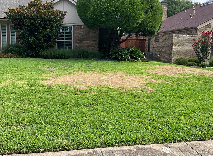 Front lawn in North Texas showing irregular patches of straw-colored, dead St. Augustine grass surrounded by healthy green turf, a common symptom of active chinch bug damage during hot summer weather.