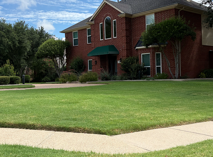 A healthy Village Green customer lawn in Plano Texas thriving in the summer heat
