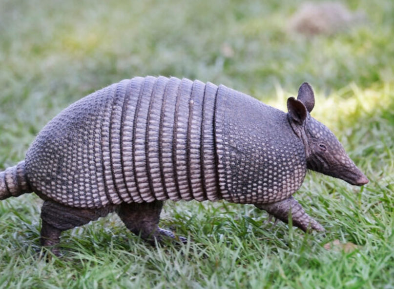 Armadillo in a North Texas lawn. They can tear a lawn up in short order looking for grubs which they love to eat. Grubs are less likely to hurt your lawn than armadillos.