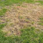 Active chinch bug infestation in St. Augustine lawn in Richardson, Texas in July.