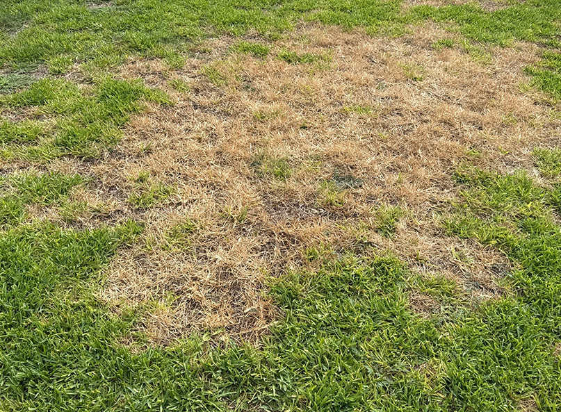 Active chinch bug infestation in St. Augustine lawn in Richardson, Texas in July.