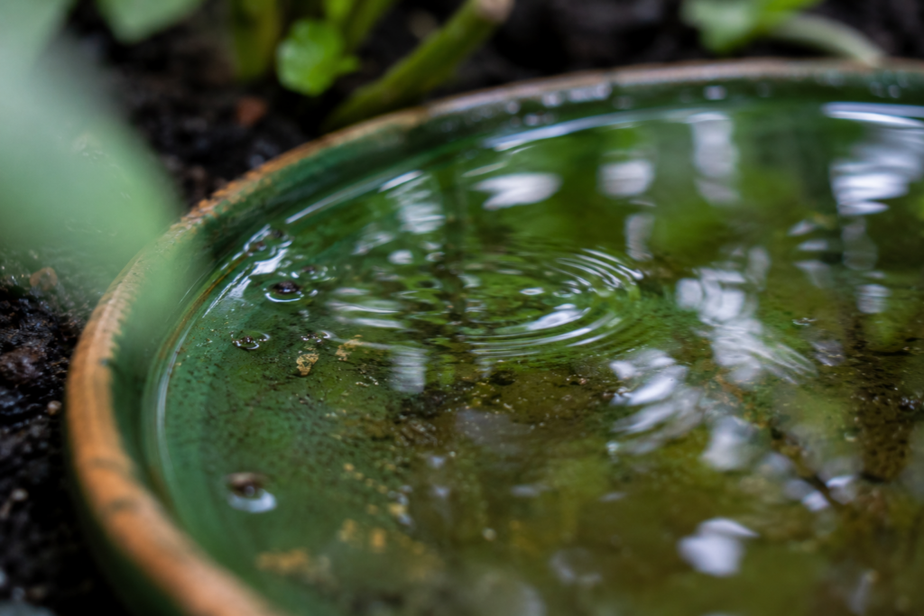 A plant saucer filled with rain water that leads to mosquito breeding in a Richardson Texas back yard.