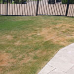 A Frisco Texas lawn in late July suffering from drought stress due to improper watering.