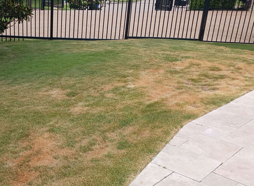 A Frisco Texas lawn in late July suffering from drought stress due to improper watering.