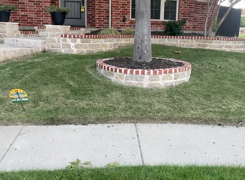 Identifying drought stress in zoysia lawn in Plano, Texas