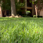 Village Green happy customer healthy and thriving lawn in Plano Texas.