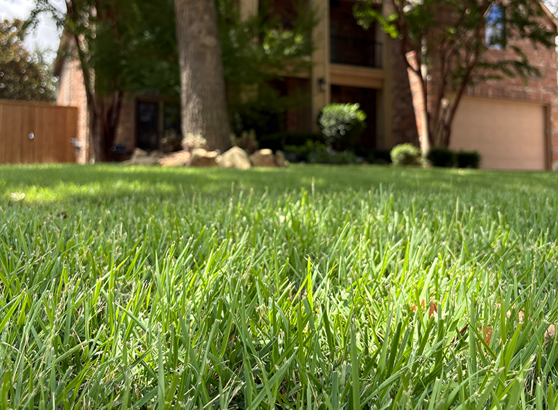 Village Green happy customer healthy and thriving lawn in Plano Texas.