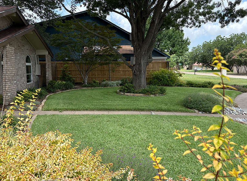 A healthy Village Green customer lawn in Garland Texas thriving in the summer heat
