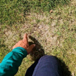 Lawn health technician pointing out rabbit damage in Plano Texas lawn.