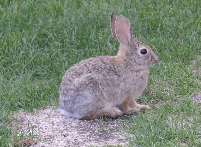 Rabbit in a Richardson Texas lawn during the summer standing in an area of the grass that is damaged due to their acidic urine.