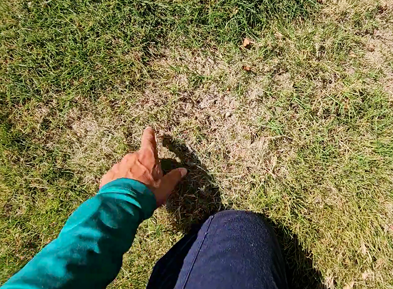 Lawn health technician pointing out rabbit damage in Plano Texas lawn.