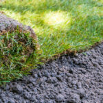 New sod being installed in a lawn in Richardson Texas.