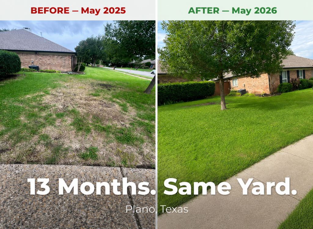 Before and after showing the dramatic transformation of a Plano Texas lawn.
