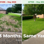 Before and after showing the dramatic transformation of a Plano Texas lawn.