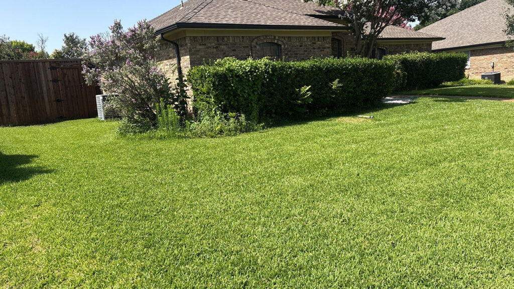Thriving lawn in Plano Texas after a year of Village Green Lawn and Pest care and attention.