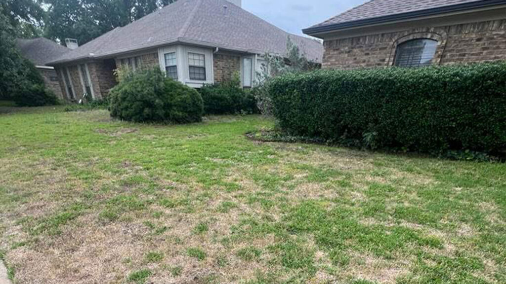 Micah lawn before Village Green started a lawn health plan. This was after Ken's initial visit when he documented the property with photos for documentation.