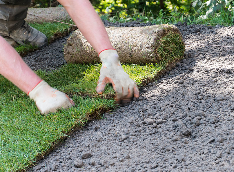 New sod being installed in a back yard