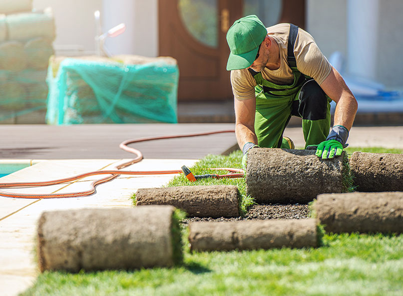 Crew laying new sod in a Plano Texas backyard. How do you keep new sod alive and get it to establish?