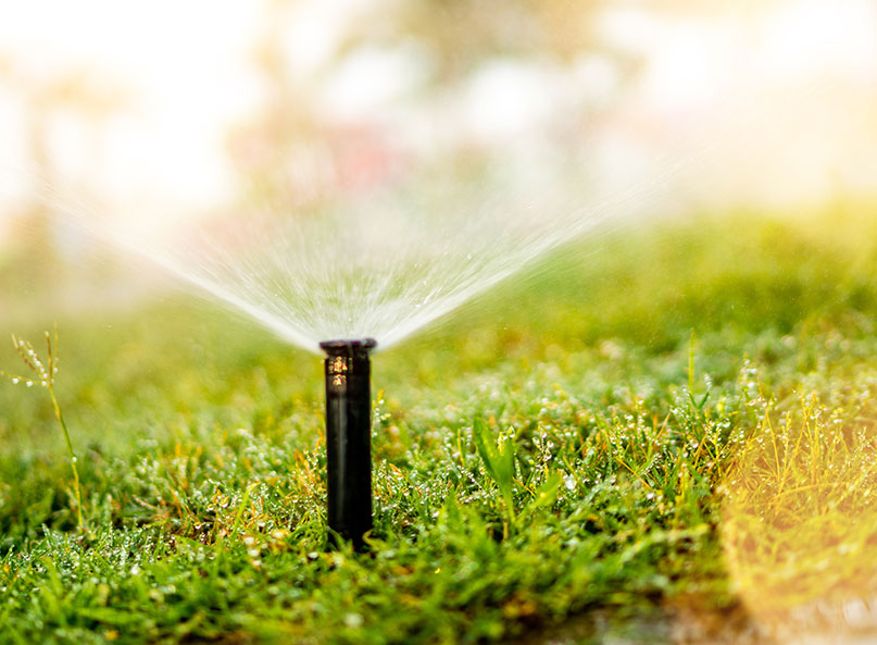 Sprinkler watering a lawn with new sod in Plano Texas.