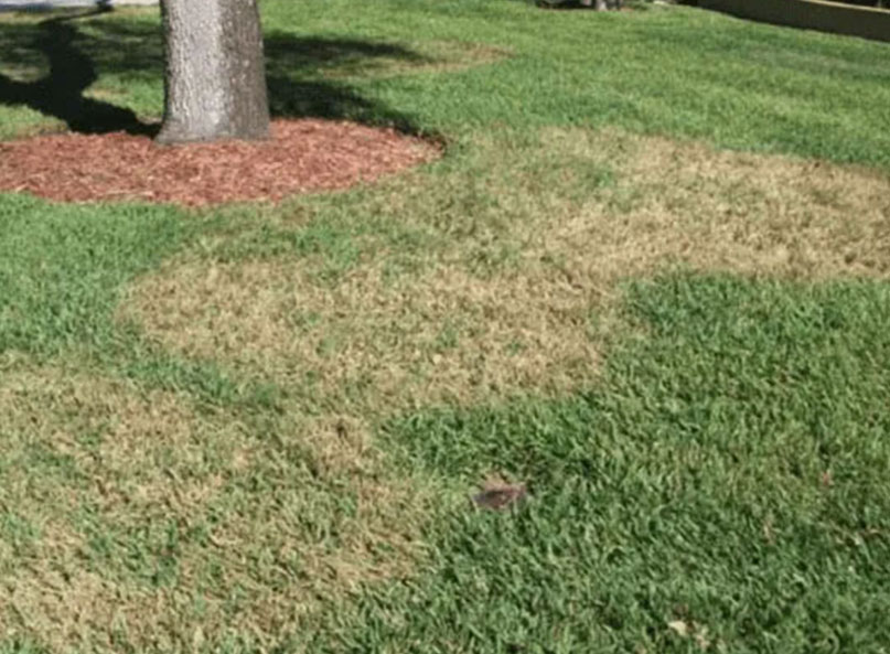 Large patch (brown patch) in a St. Augustine lawn: circular tan and brown patches spreading across green grass near a tree. It names both disease terms the article uses and describes the circular shape homeowners should look for.