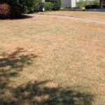 "Drought-stressed North Texas lawn showing heat damage with brown and tan turf and minimal green growth under tree shade during summer heat stress.