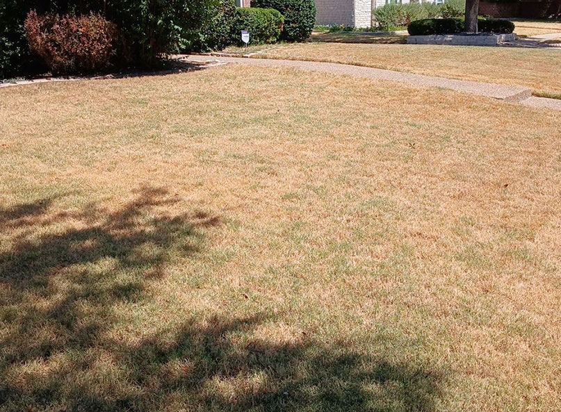 "Drought-stressed North Texas lawn showing heat damage with brown and tan turf and minimal green growth under tree shade during summer heat stress.
