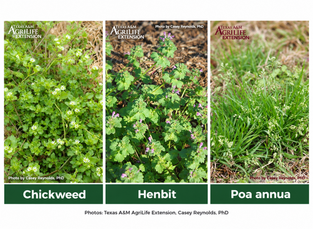 Side-by-side photos of three winter weeds labeled chickweed with small white flowers, henbit with purple flowers, and Poa annua grass