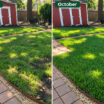 Before-and-after comparison of a North Texas backyard lawn, showing thin, patchy grass in June and thicker, greener grass in October after four months of lawn care.