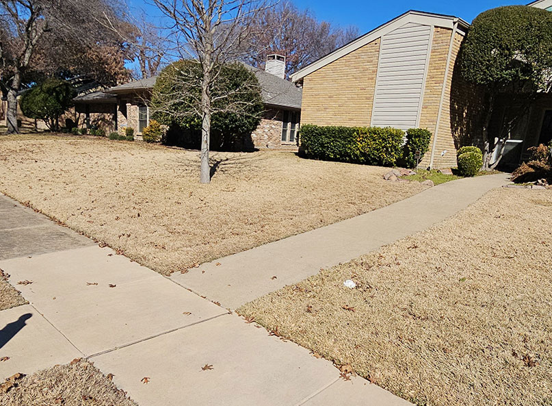 Dormant tan lawn in front of a brick North Texas home in winter, with long shadows from a bare tree.